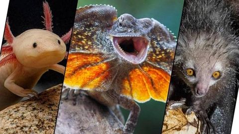 Дангасадан ўрдакбурунгача: Ер юзида учрайдиган энг ғаройиб ҳайвонлар (фото)