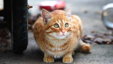 Fransiyada mushuk qo‘shnilarnikiga “mehmonga” borgani uchun uning egasi 1,3 ming dollar jarimaga tortildi