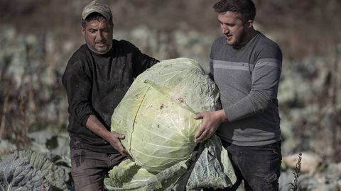 Turkiyalik fermer har biri 57 kg og‘irlikdagi karamlarni yetishtirdi (foto)