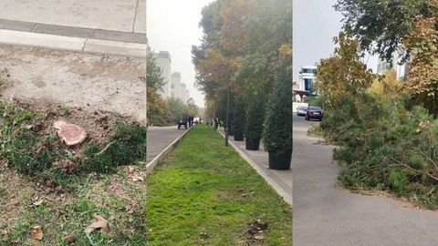 По факту вырубки 174 деревьев и кустарников в Ташкенте возбуждено уголовное дело против работников благоустройства