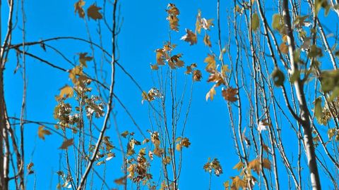 Ўзбекистонда ҳафта бошида ҳарорат 24 даражагача кўтарилади