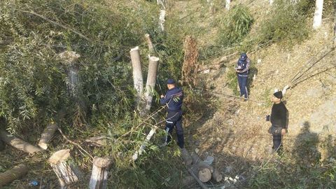 Фарғонада 26 туп дарахтни кесиб ташлаган фуқаро 10 млн сўмдан ортиқ жаримага тортиладиган бўлди