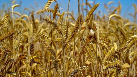 Uzbekistan’s President Mirziyoyev approves new measures to modernize agriculture and support farmers