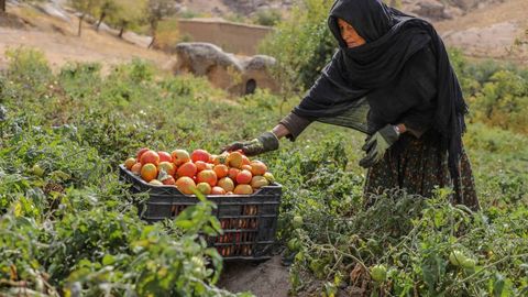 Yaponiya afg‘on ayollarining hayotini yaxshilash uchun qariyb 6 million dollar xayriya qildi