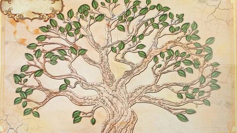 Oʻzbekistonda “Shajara” axborot tizimi yo‘lga qo‘yilishi mumkin