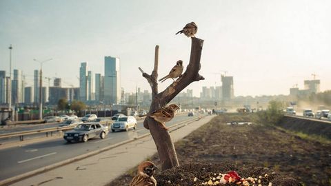 Тошкент ва қушлар: чумчуқлар камайиб, майналар кўпайди