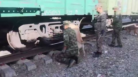 В поезде Волгоград–Ташкент обнаружены контрабандные медизделия на 2 млрд сумов