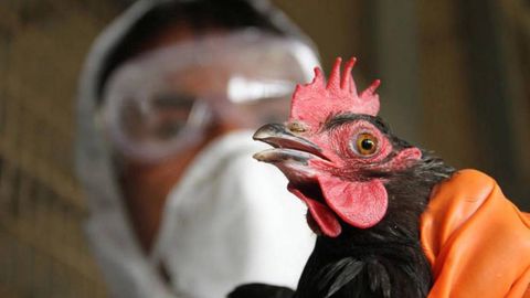 Dunyoda ilk bor H5N5 parranda grippidan odam oʻlimi qayd etildi