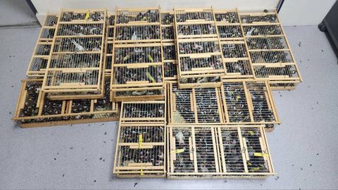 “Навоий” чегара божхона постида 30 та қушни кийими ичида ўтказмоқчи бўлган шахс ушланди