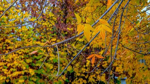 O‘zbekistonda 27-noyabr kuni harorat nisbatan pasayadi