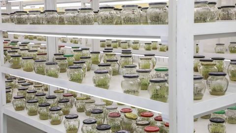 Ўзбекистонда картошканинг мини-туганакларини етиштиришга 1,5 млн доллар ажратилади