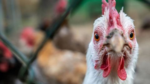 Парранда гриппи коронавирусдан ҳам хавфлироқ пандемия келтириб чиқариши мумкин