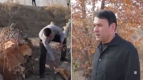 Samarqandda kanal boʻyidagi daraxtlar “Mirza-pay” irrigatsiya tizimlari boshqarma boshligʻi topshirigʻiga asosan kesilgani bildirildi