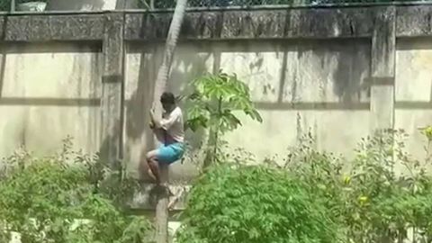 Бразилияда шер қафас ичига тушган йигитни ғажиб ташлади (видео)