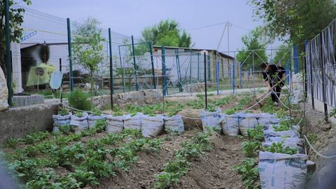 Ўзбекистонда картошка етиштирувчиларга бир қатор имтиёзлар берилади