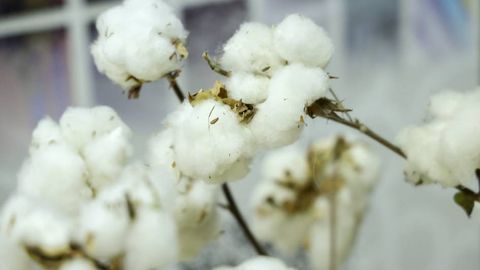 В Узбекистане в следующем году планируется заготовить 4,5 млн тонн хлопка