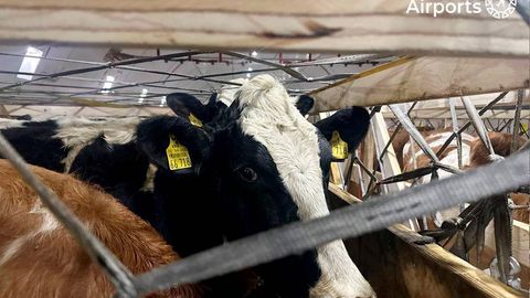 Тошкентга Бельгиядан 93 тонна тирик қорамол олиб келинди