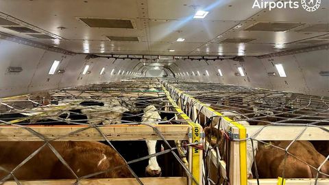 В Ташкент из Бельгии авиарейсом доставили 93 тонны породистого скота