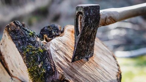 Qashqadaryoda daraxtlarni kesib tashlagan va shikastlantirganlar tabiatga 609 mln soʻmdan ortiq zarar yetkazdi