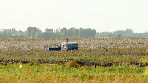 O‘zbekistonda paxta va g‘alla yo‘nalishidagi fermerlarning alohida reytingi yuritiladi