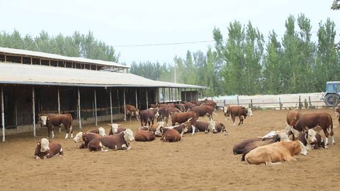 O‘zbekistonda Fransiya tajribasi asosida chorvachilik xo‘jaliklari tashkil etiladi 