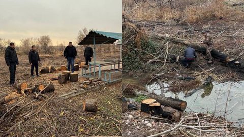В Ташкентской области незаконно вырубили 24 дерева