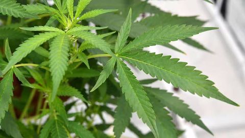 Oʻzbekistonda 11 oyda qancha odam taqiqlangan oʻsimliklarni yetishtirgani uchun qamalgani ochiqlandi