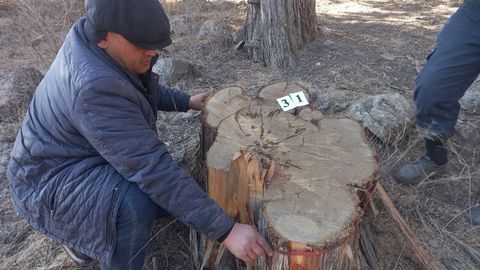 Boysunda koʻmir qazib olish jarayonida daraxtlar kesib tashlandi