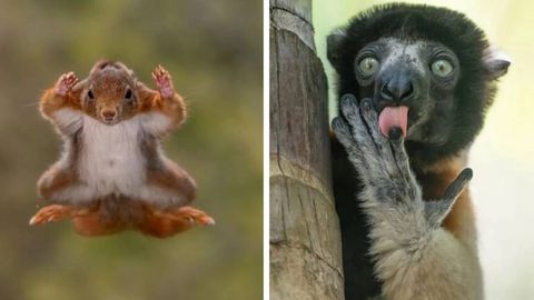 Учаётган олмахон ва рақсга тушаётган горилла: 2025-йилнинг энг кулгили жониворлар суратлари эълон қилинди