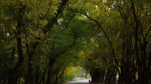 Uzbekistan restores 150,700 hectares bringing total forest cover to 4.7mn hectares