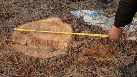 Farg‘onada fuqaro 1 tup tolni kesib tashlagani uchun 15 mln so‘m to‘laydigan bo‘ldi