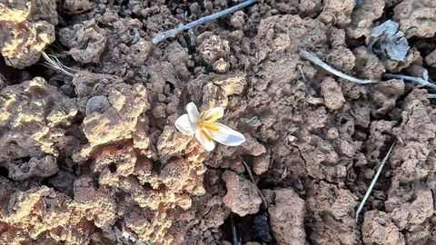 Surxondaryoda boychechak gulladi