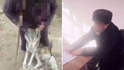 Сурхондарёда қўйларига ҳужум қилган бўрини ўлдирган фуқаро жаримага тортилди