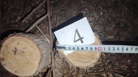 Самарқандда рухсатсиз дарахтлар кесган фуқаро 25 млн сўм тўлайдиган бўлди