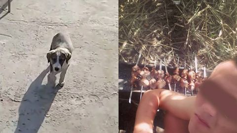 В Янгиюле задержан мужчина, убивший и разделавший свою собаку