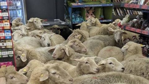 Germaniyada 50 bosh qo‘y suruvdan ajralib, do‘konga kirdi (video)