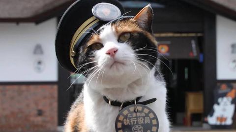 Yaponiyadagi temiryo‘l stansiyasiga yangi mushuk boshliq tayinlandi