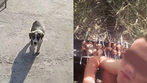 Янгийўлда итларни гўшти учун ўлдирган шахсни жазолаш масаласи номаълум муддатга қолдирилди