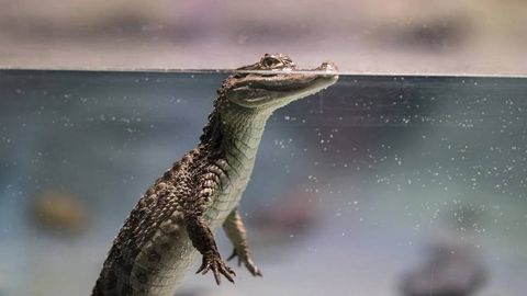 Olimlar okeanni bemalol kesib o‘tadigan dunyodagi eng yirik sudralib yuruvchini aniqladi