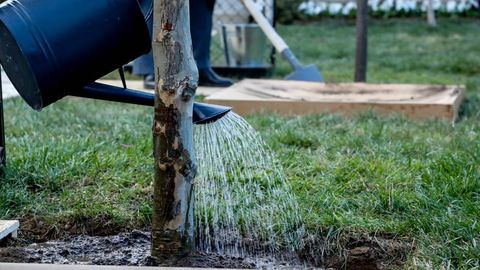 Ўзбекистонда апрелдан дарахтларни ноқонуний кесган юридик шахсларга молиявий санкциялар қўлланади