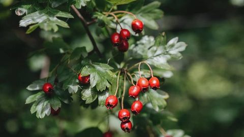 Turkmenistan identifies rare medicinal plants in mountain ecosystems