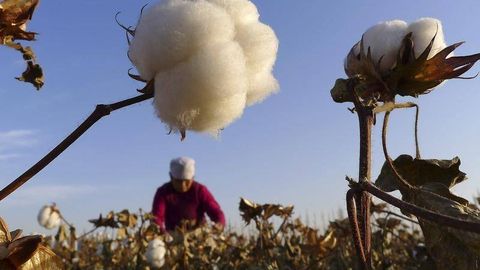 Tajikistan cotton output rises 139,500 tonnes to 392,200 in 2025, exceeding target