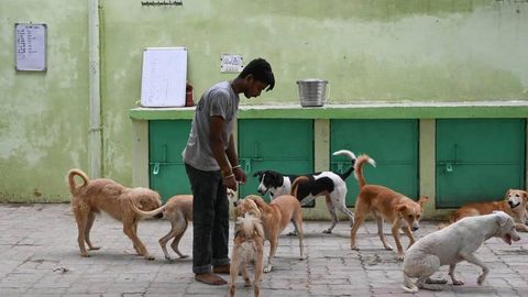 Ҳиндистонда 350 дан ортиқ дайди ит ўлдириб кетилди