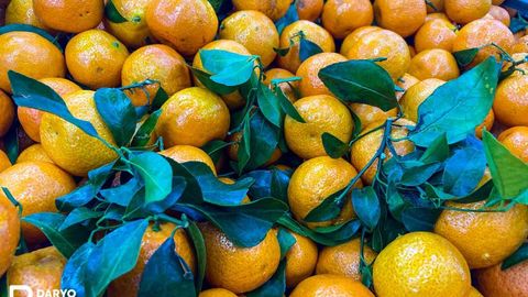 O‘zbekistonga Xitoydan mandarin va ananas olib kirishga 5-fevralgacha ruxsat berildi