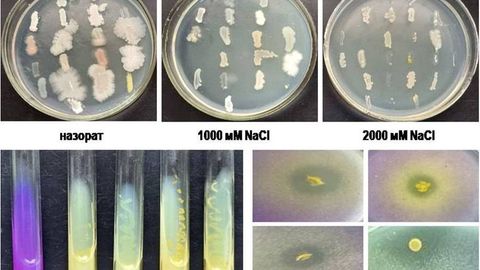 Uzbekistan develops salt-tolerant microorganisms to restore degraded soil