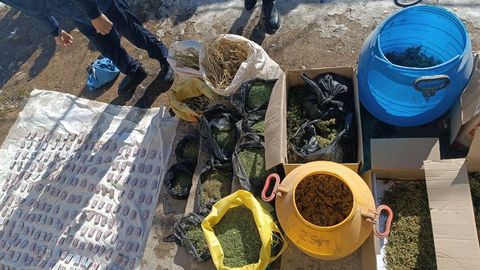 Қашқадарёда ака-уканинг уйларидан 22 килога яқин марихуана топилди