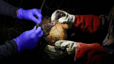 Bangladeshda nipah virusidan oʻlim qayd etildi