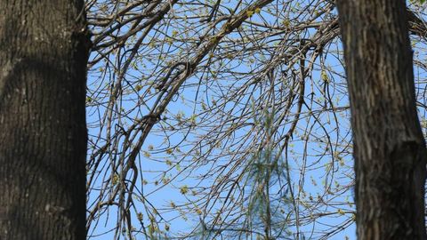 O‘zbekistonda ko‘p kvartirali uylardagi barcha daraxt va butalar xatlovdan o‘tkaziladi