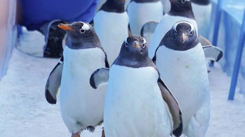 Хитойда пингвинлар паради бўлиб ўтди (видео)