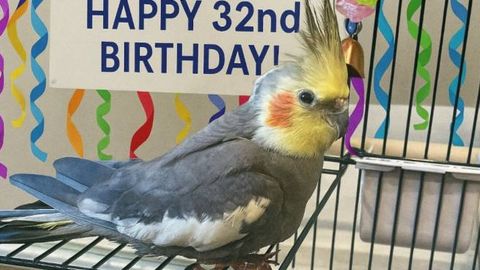 Dunyodagi eng keksa korella to‘tiqushi 33 yoshga to‘ldi (foto)